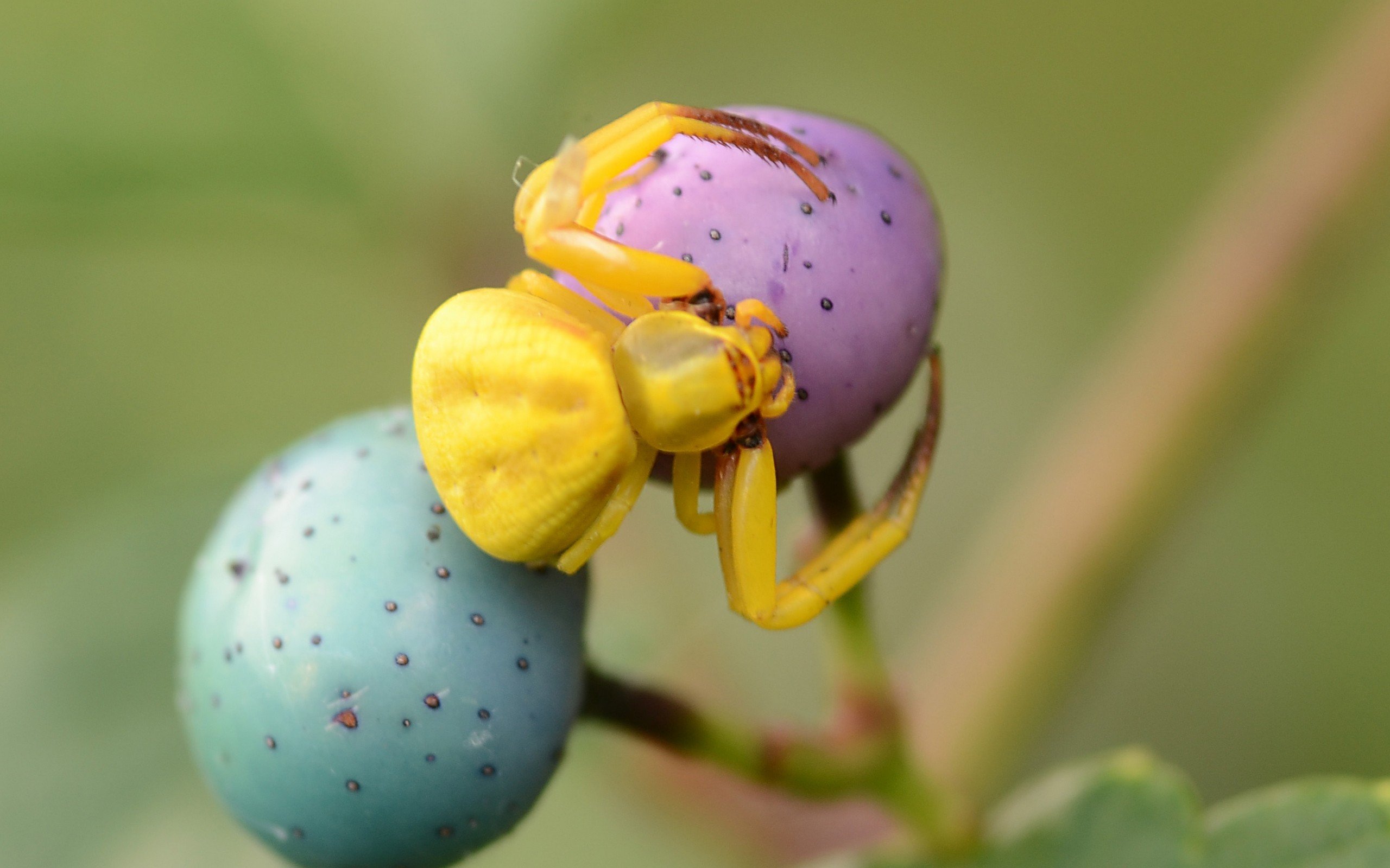 spider, Macro Wallpaper
