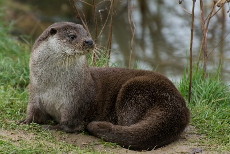 otters HD Wallpaper Desktop Background