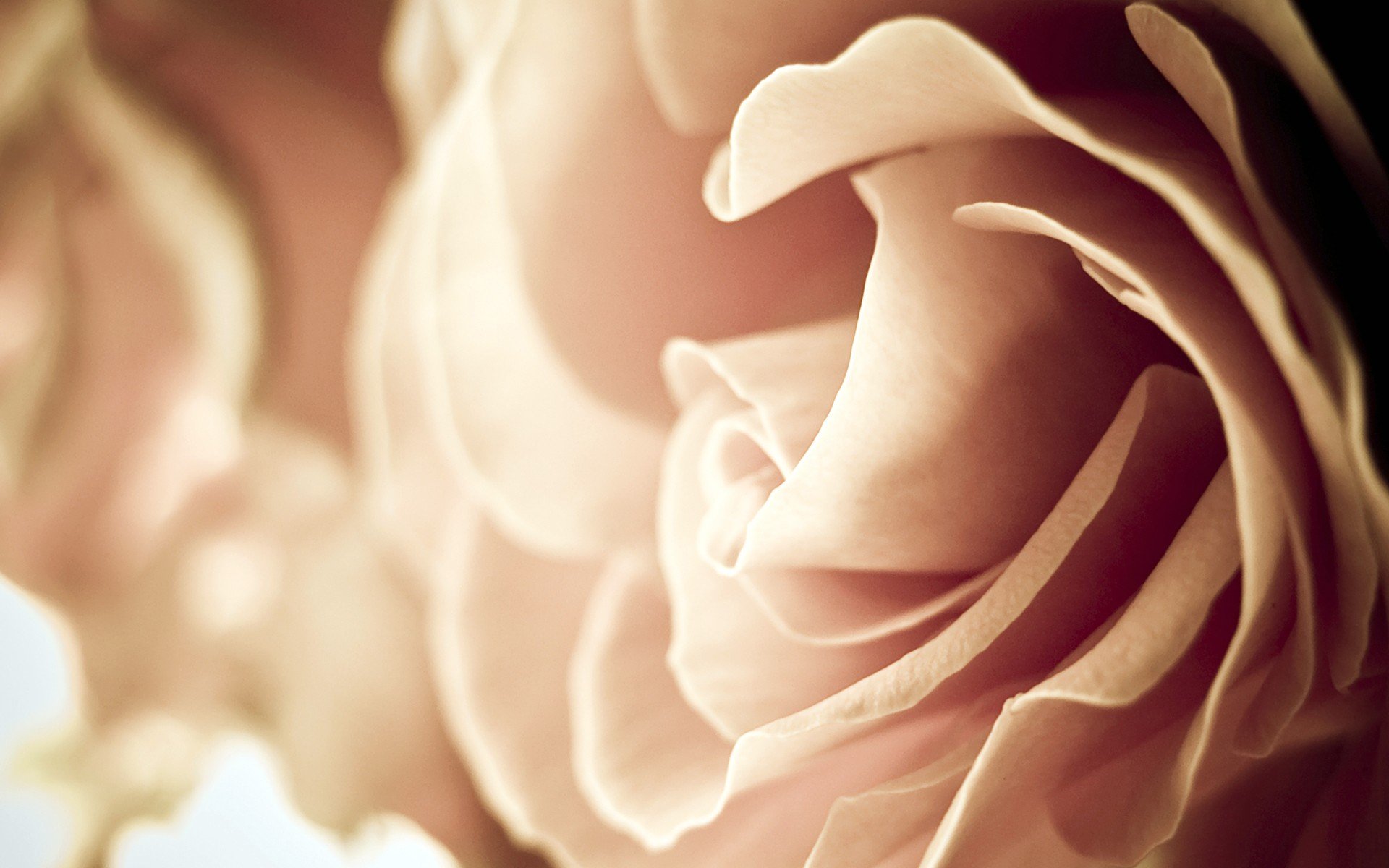 rose Wallpaper