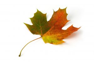 maple leaves, Leaves, Fall, Colorful, Red, Green, Yellow, White