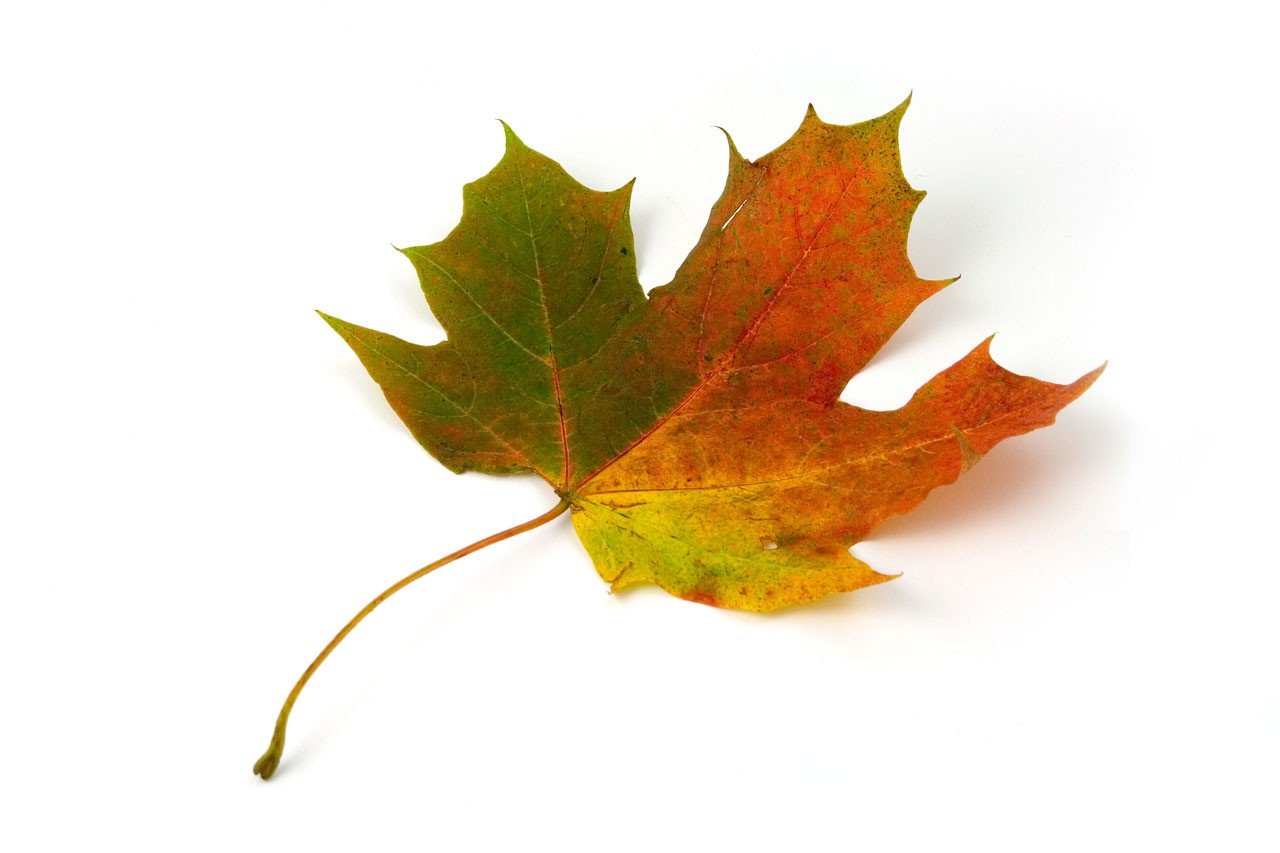 maple leaves, Leaves, Fall, Colorful, Red, Green, Yellow, White Wallpaper