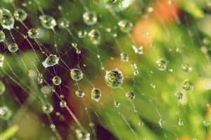 spider, Water drops, Depth of field