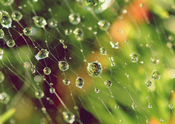 spider, Water drops, Depth of field HD Wallpaper Desktop Background