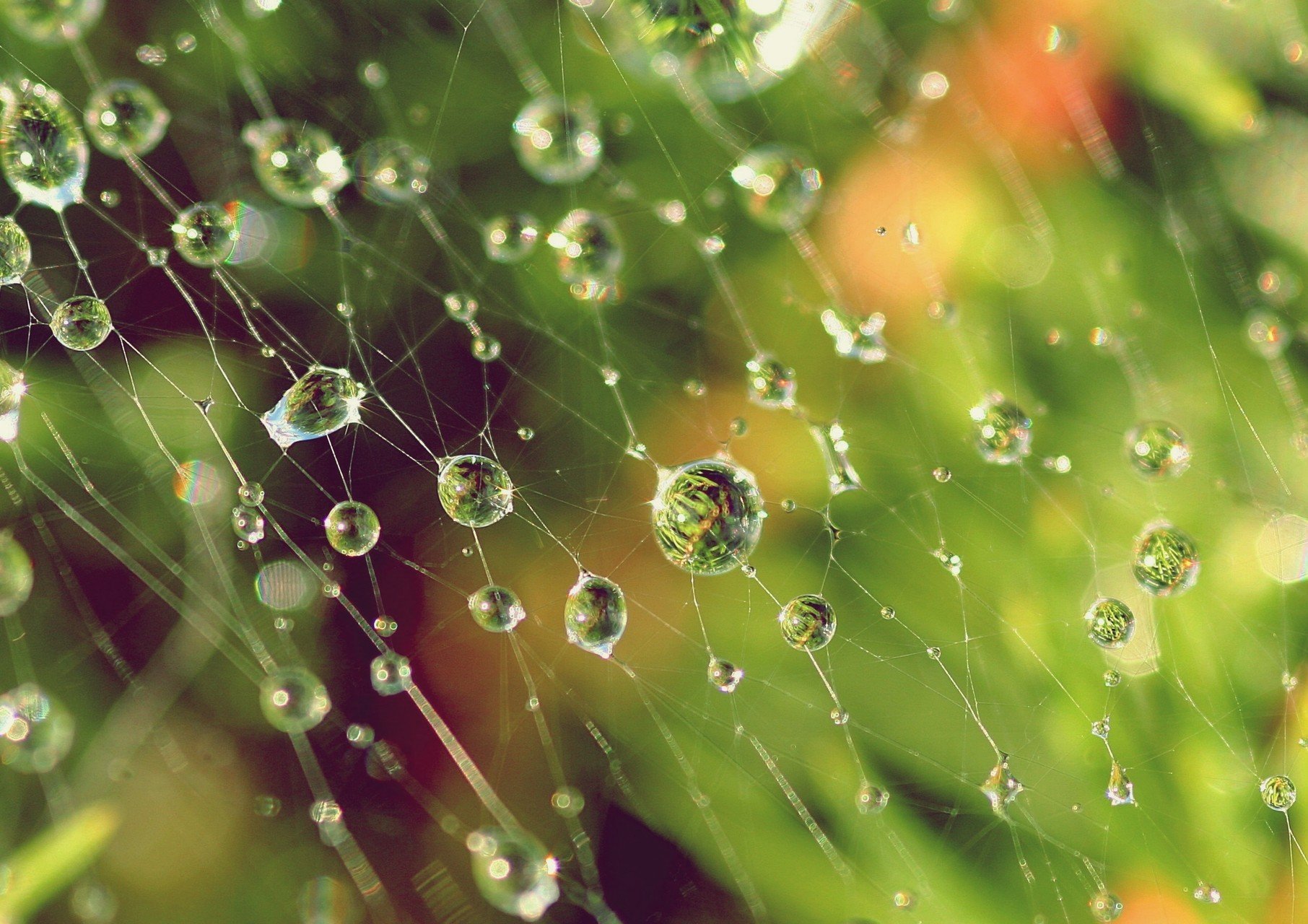spider, Water drops, Depth of field Wallpaper