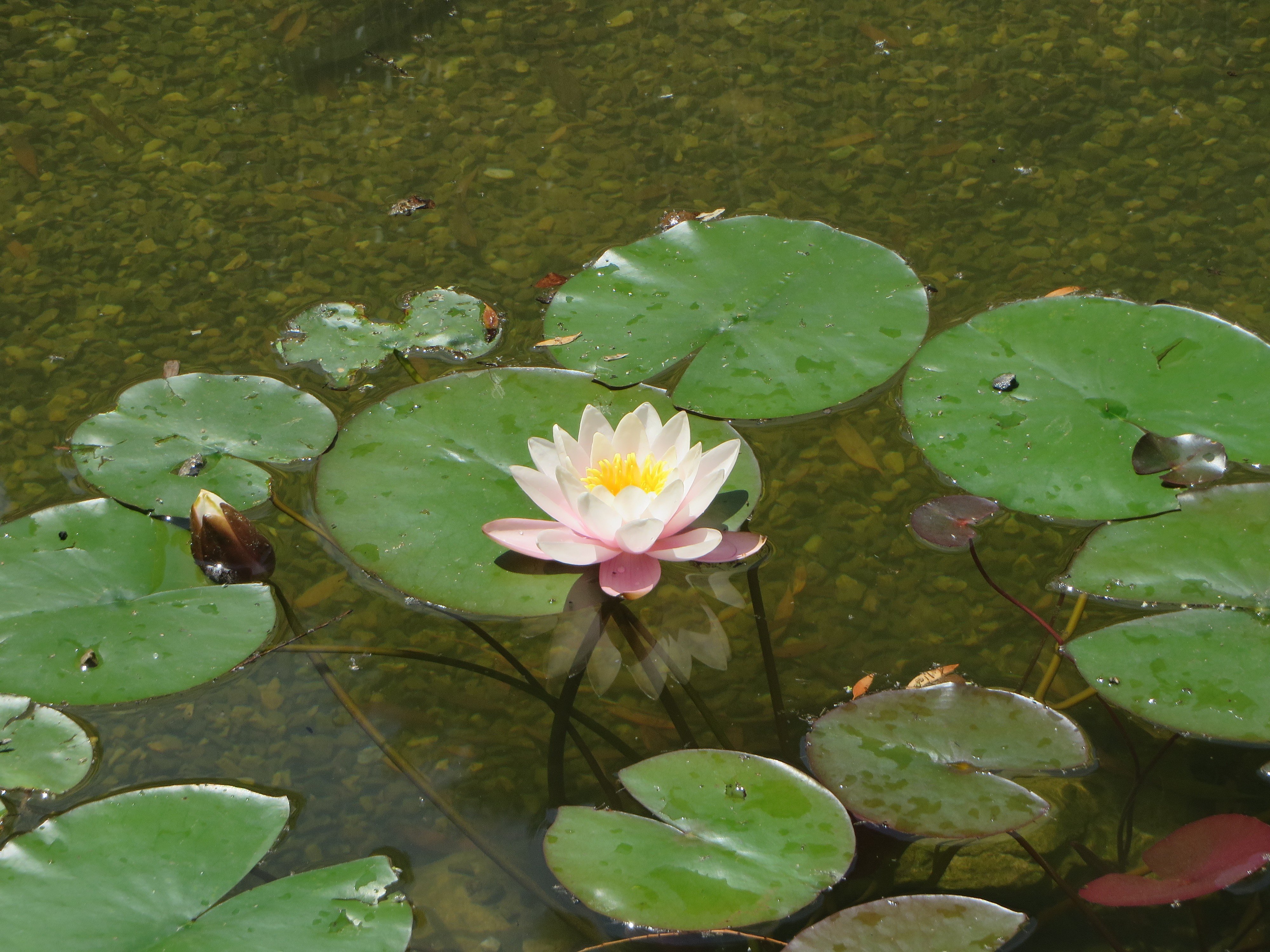 water, Water lilies, Pond, Lily pads Wallpapers HD / Desktop and Mobile