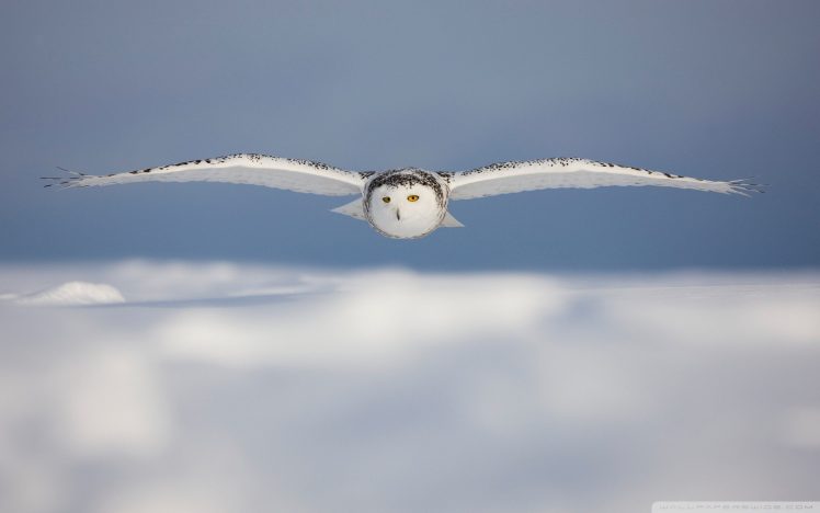 owl, Snowy owl, Blurred, Macro, Photography, White HD Wallpaper Desktop Background