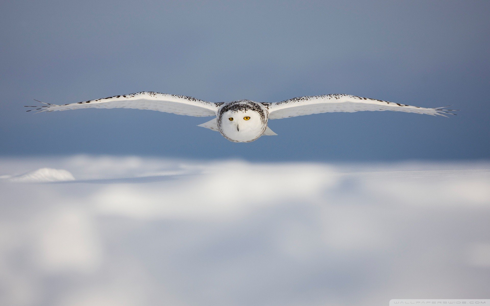 owl, Snowy owl, Blurred, Macro, Photography, White Wallpaper