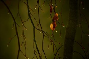 water drops, Leaves, Fall, Blurred, Macro, Photography