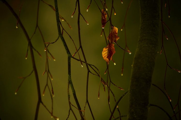 water drops, Leaves, Fall, Blurred, Macro, Photography HD Wallpaper Desktop Background