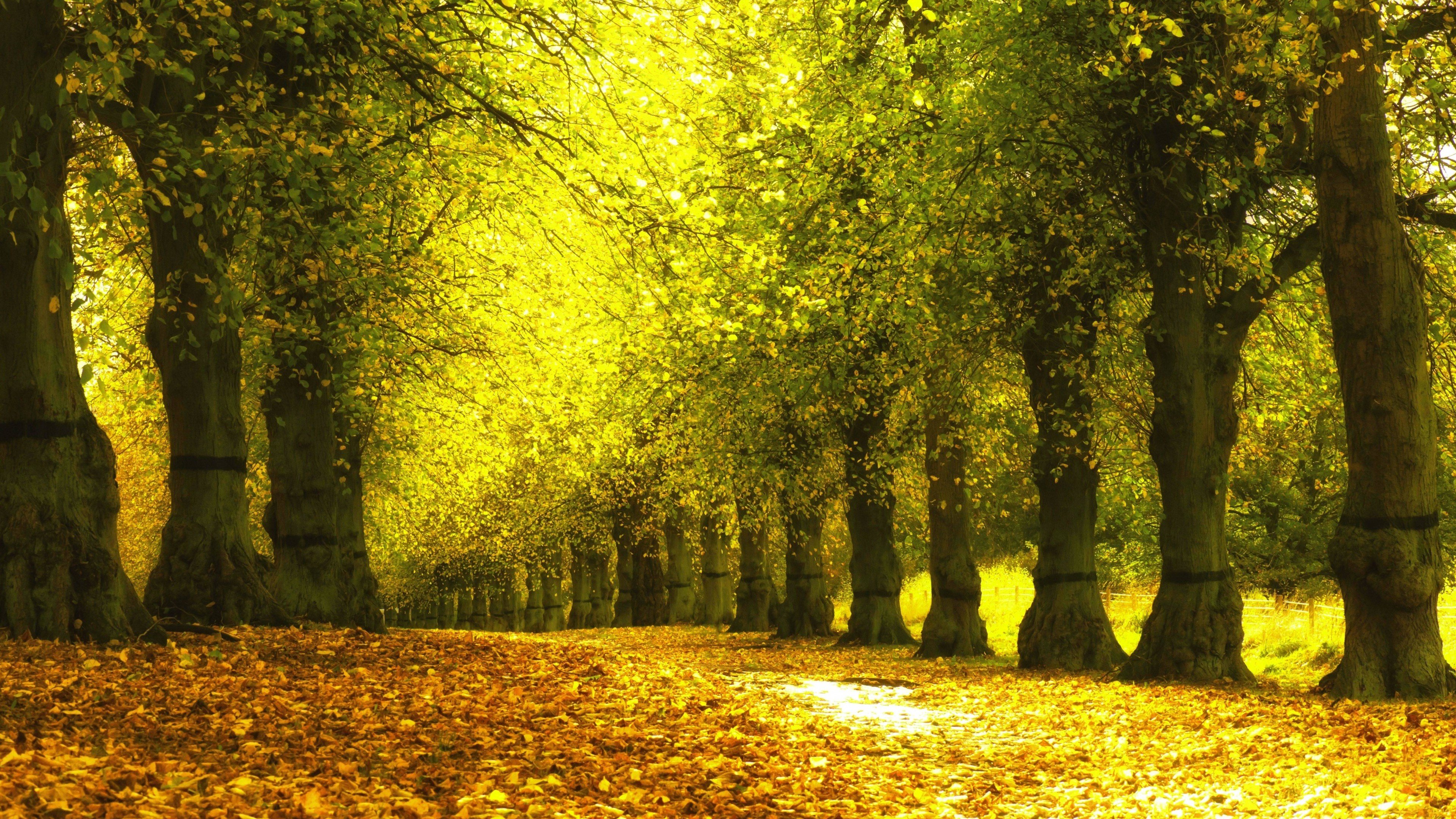 trees, Fall Wallpaper