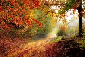 fall, Road, Trees
