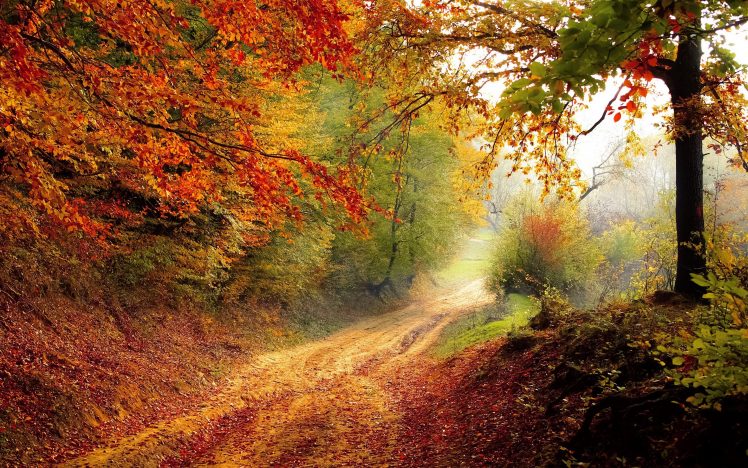 fall, Road, Trees HD Wallpaper Desktop Background
