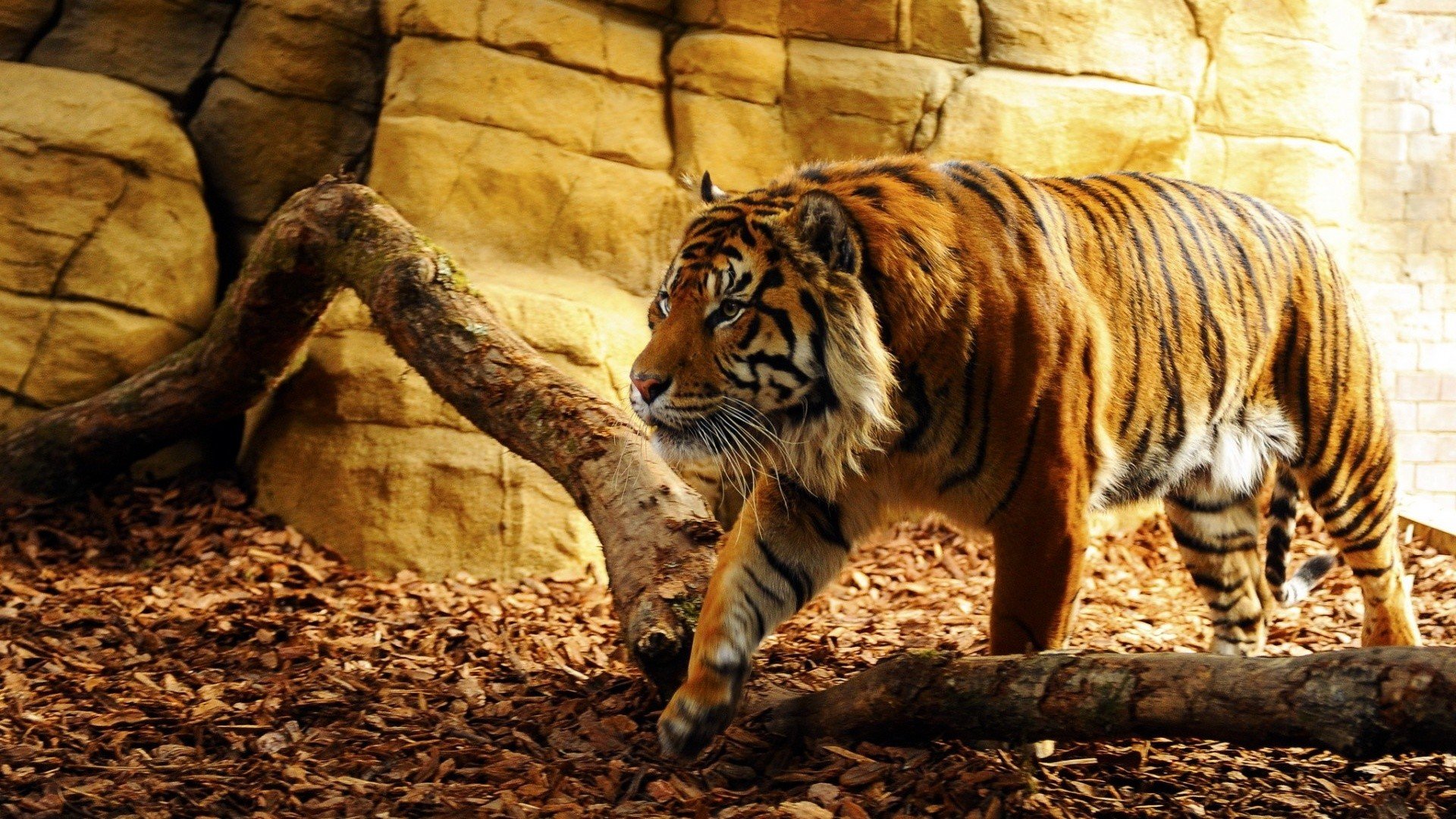 tiger, Trees, Sunlight Wallpaper