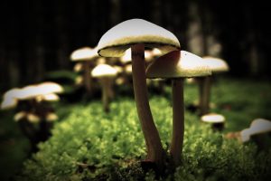 mushroom, Macro, Sunlight, Blurred, Moss