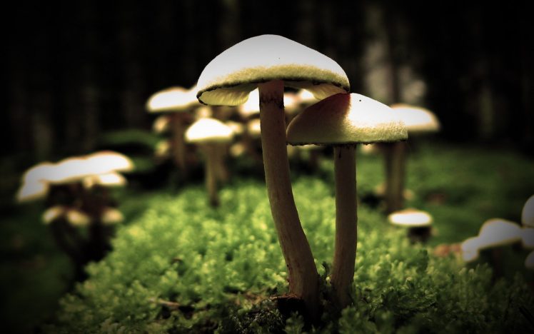 mushroom, Macro, Sunlight, Blurred, Moss HD Wallpaper Desktop Background