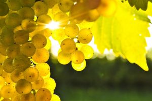 grapes, Sunlight, Macro, Leaves, Blurred