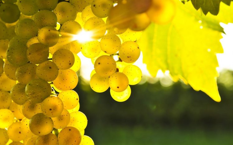 grapes, Sunlight, Macro, Leaves, Blurred HD Wallpaper Desktop Background
