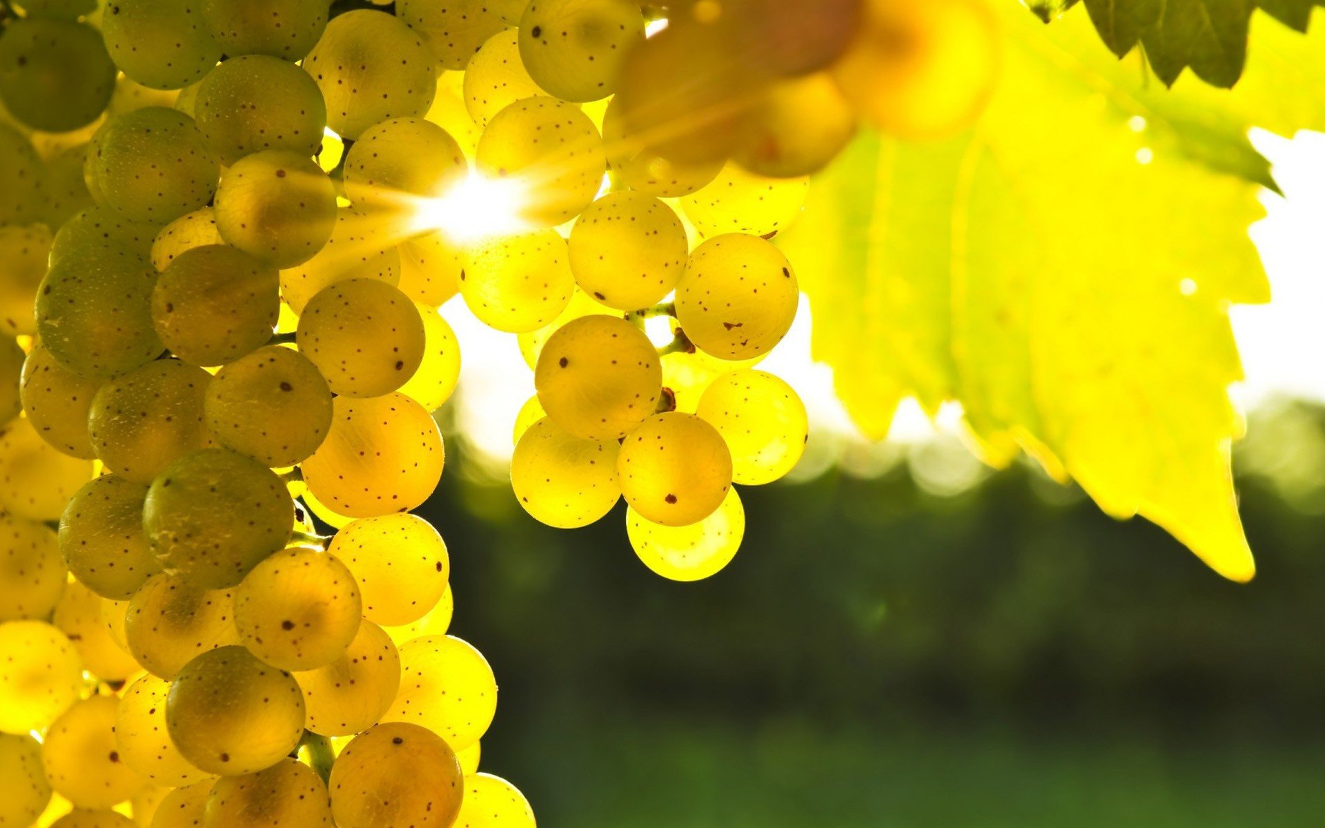 grapes, Sunlight, Macro, Leaves, Blurred Wallpaper