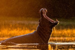 hippos, Sunlight, Water drops, Bokeh, Wildlife, Wide jaw