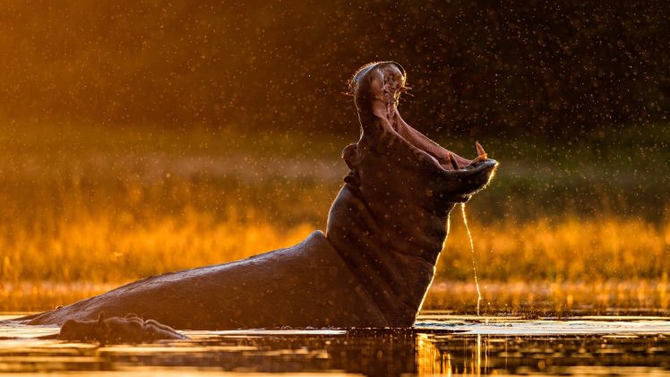 hippos, Sunlight, Water drops, Bokeh, Wildlife, Wide jaw HD Wallpaper Desktop Background