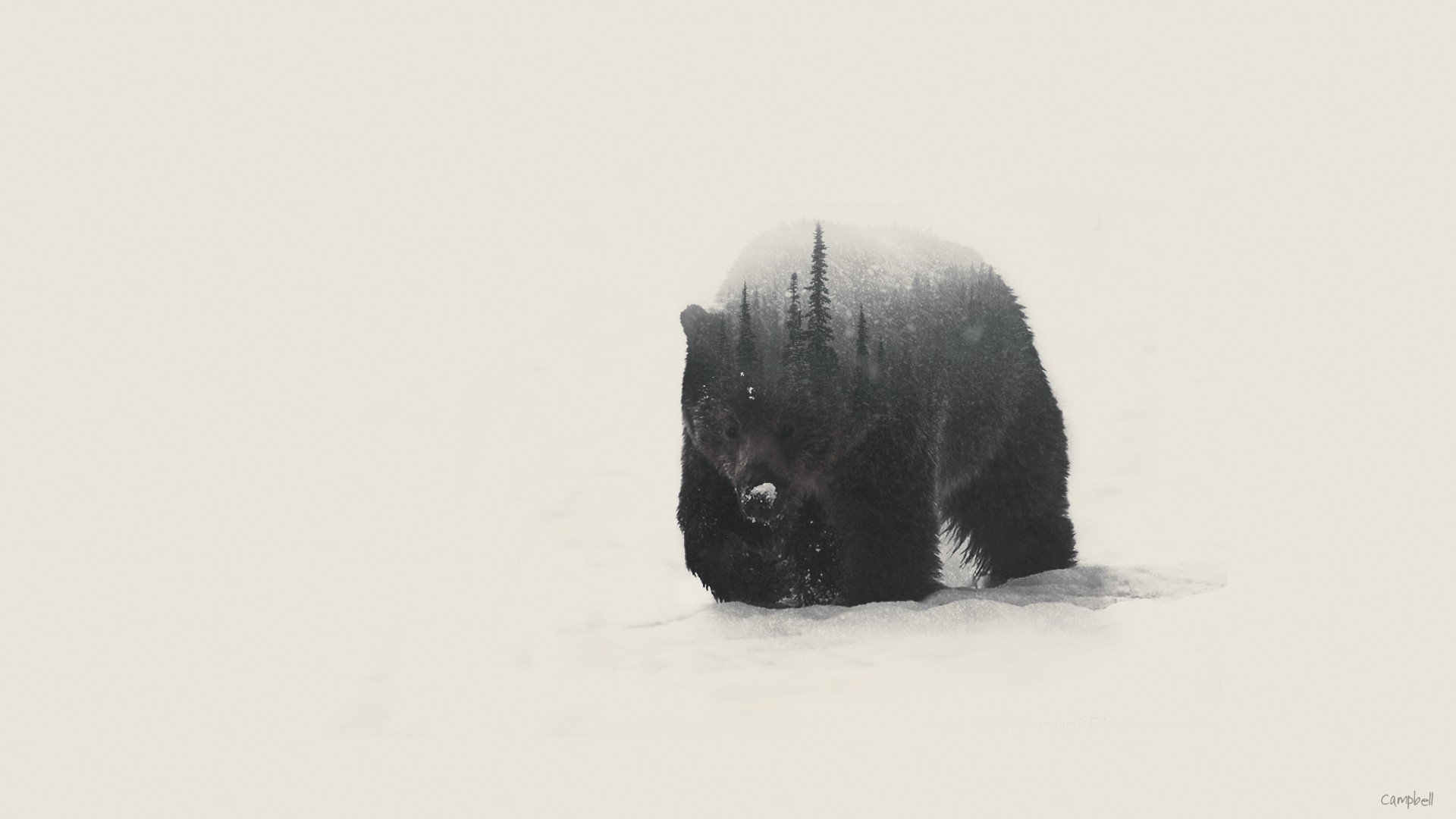 double exposure, Bears Wallpaper