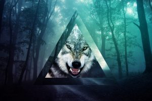 wolf, Triangle, Trees
