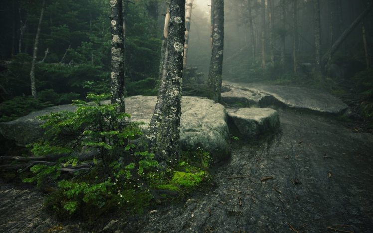 trees, Mist, Moss, Rocks, Green HD Wallpaper Desktop Background