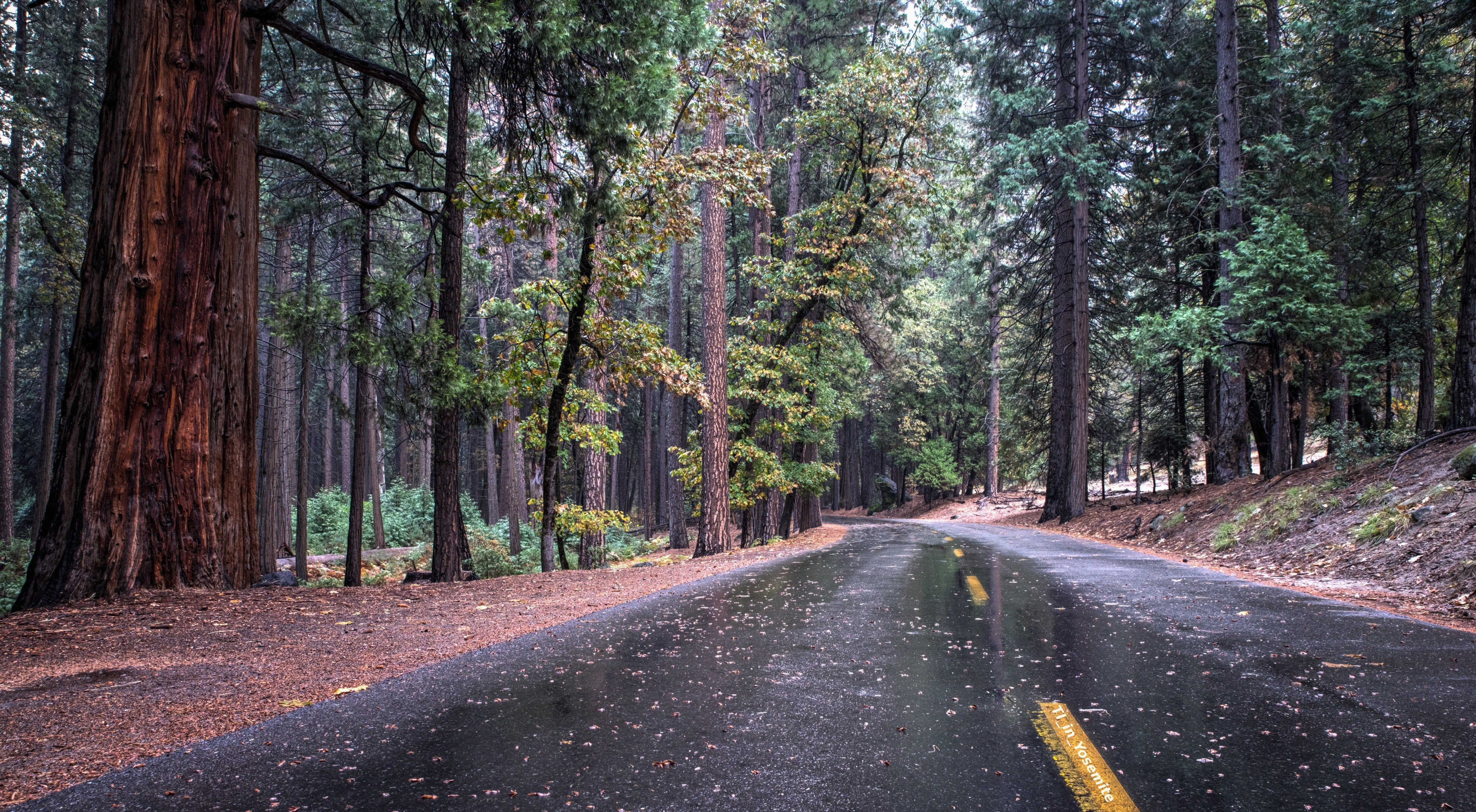 trees Wallpaper