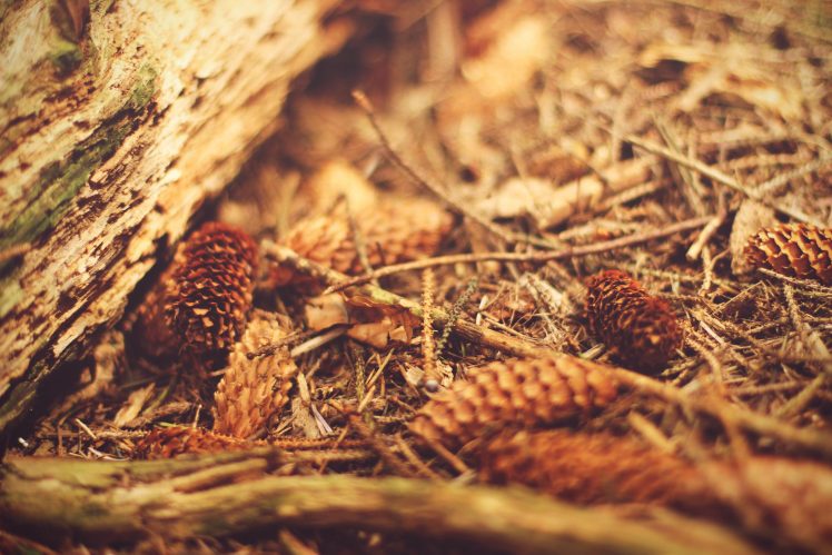 wood, Macro, Pine cones HD Wallpaper Desktop Background
