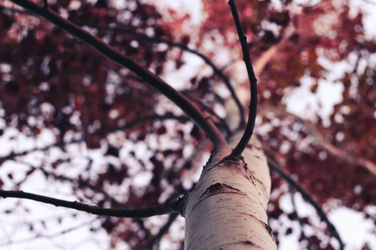 trees, Branch, Depth of field HD Wallpaper Desktop Background
