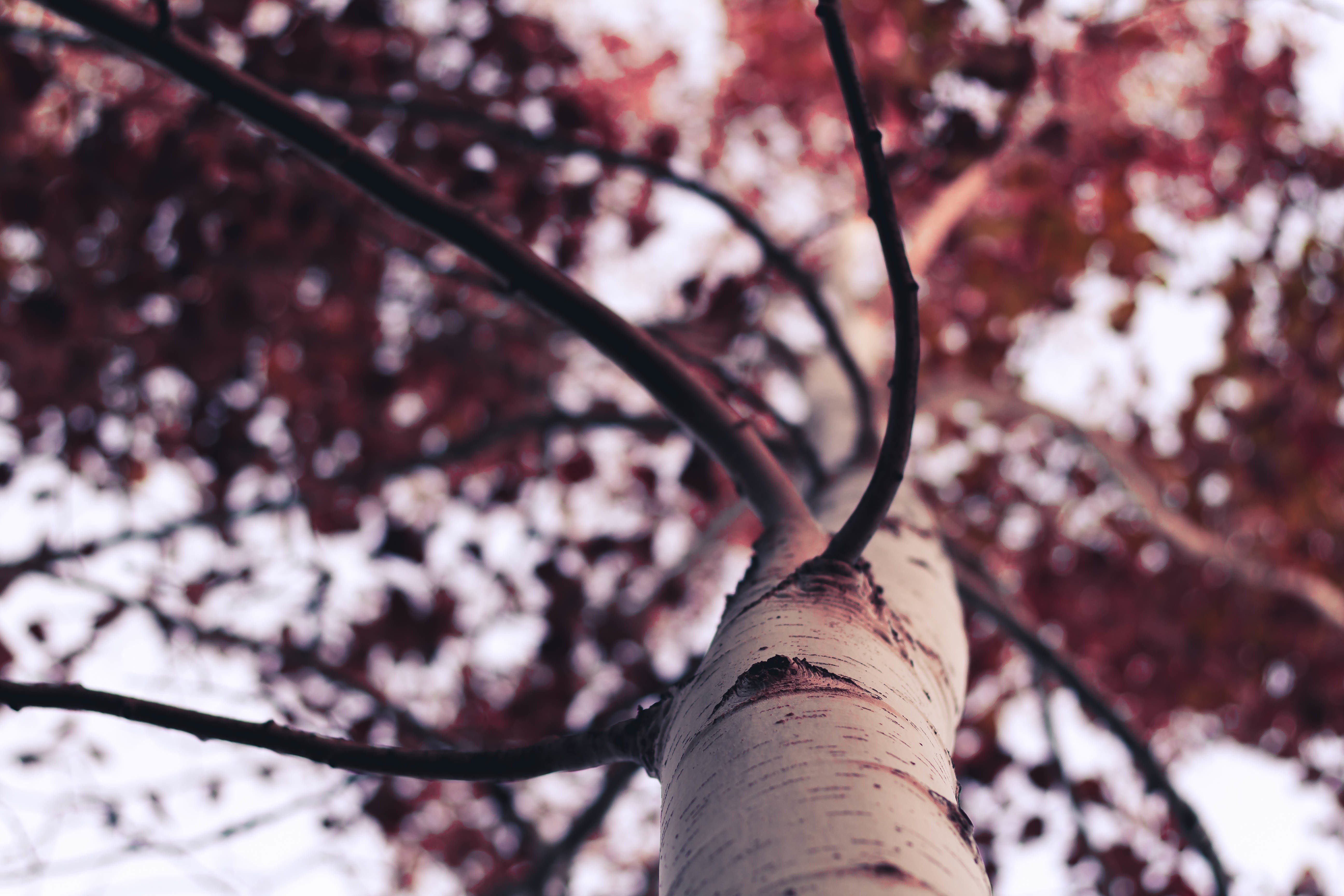 trees, Branch, Depth of field Wallpaper