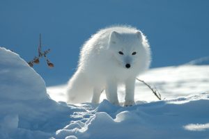 arctic fox, Snow, Pine cones