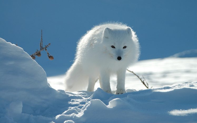 arctic fox, Snow, Pine cones HD Wallpaper Desktop Background