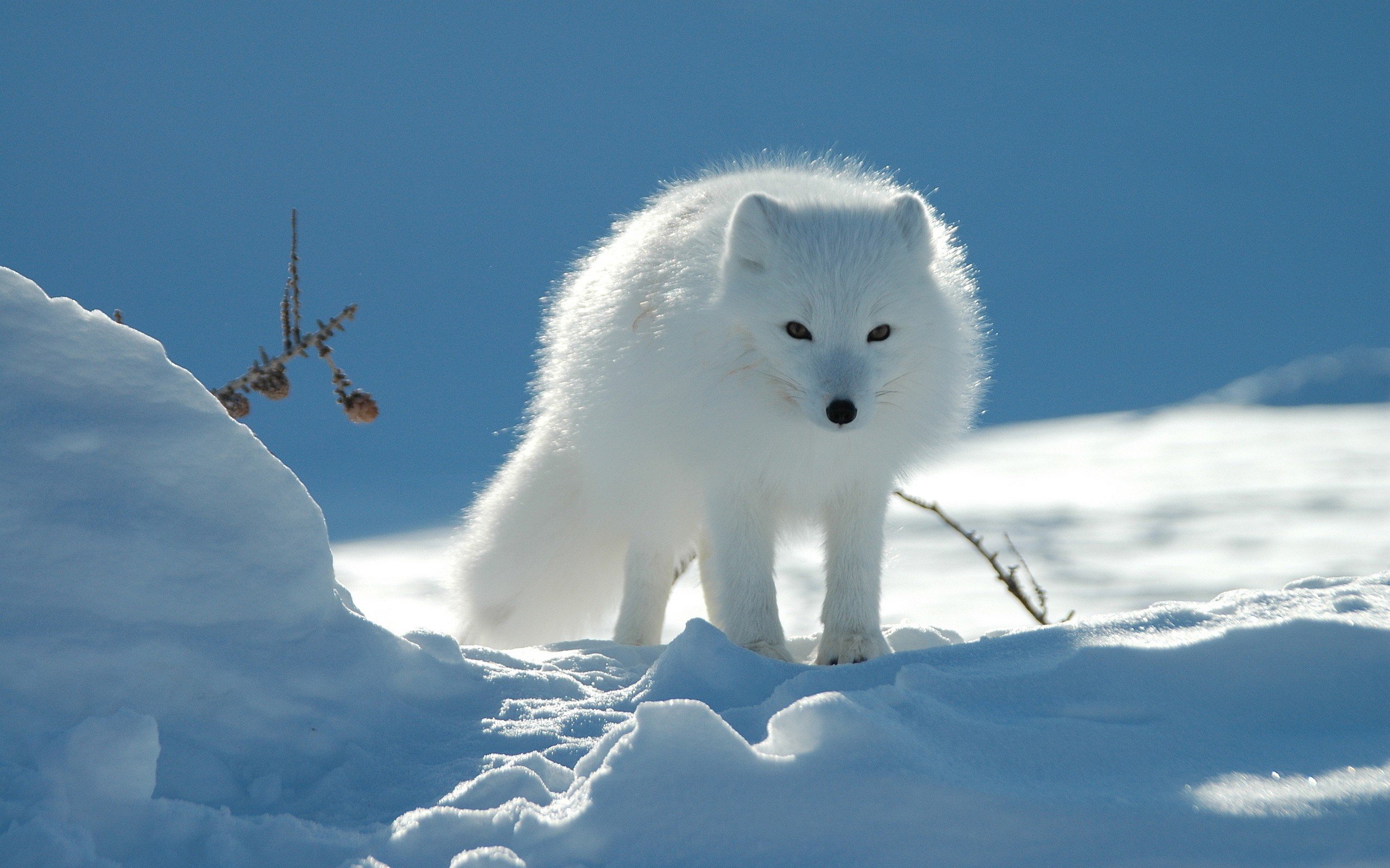 arctic fox, Snow, Pine cones Wallpaper