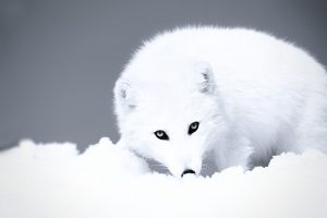 fox, Arctic, White, Snow