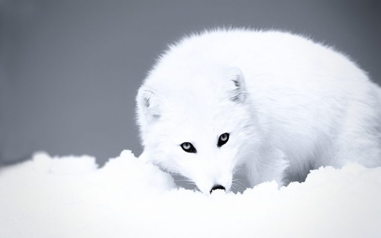 fox, Arctic, White, Snow HD Wallpaper Desktop Background