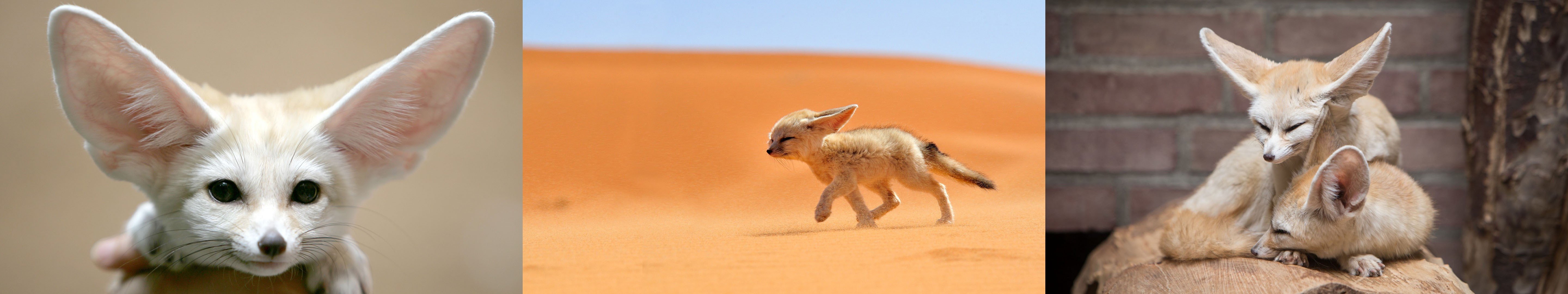fennec, Fox, Desert, Multiple display, Triple screen Wallpaper