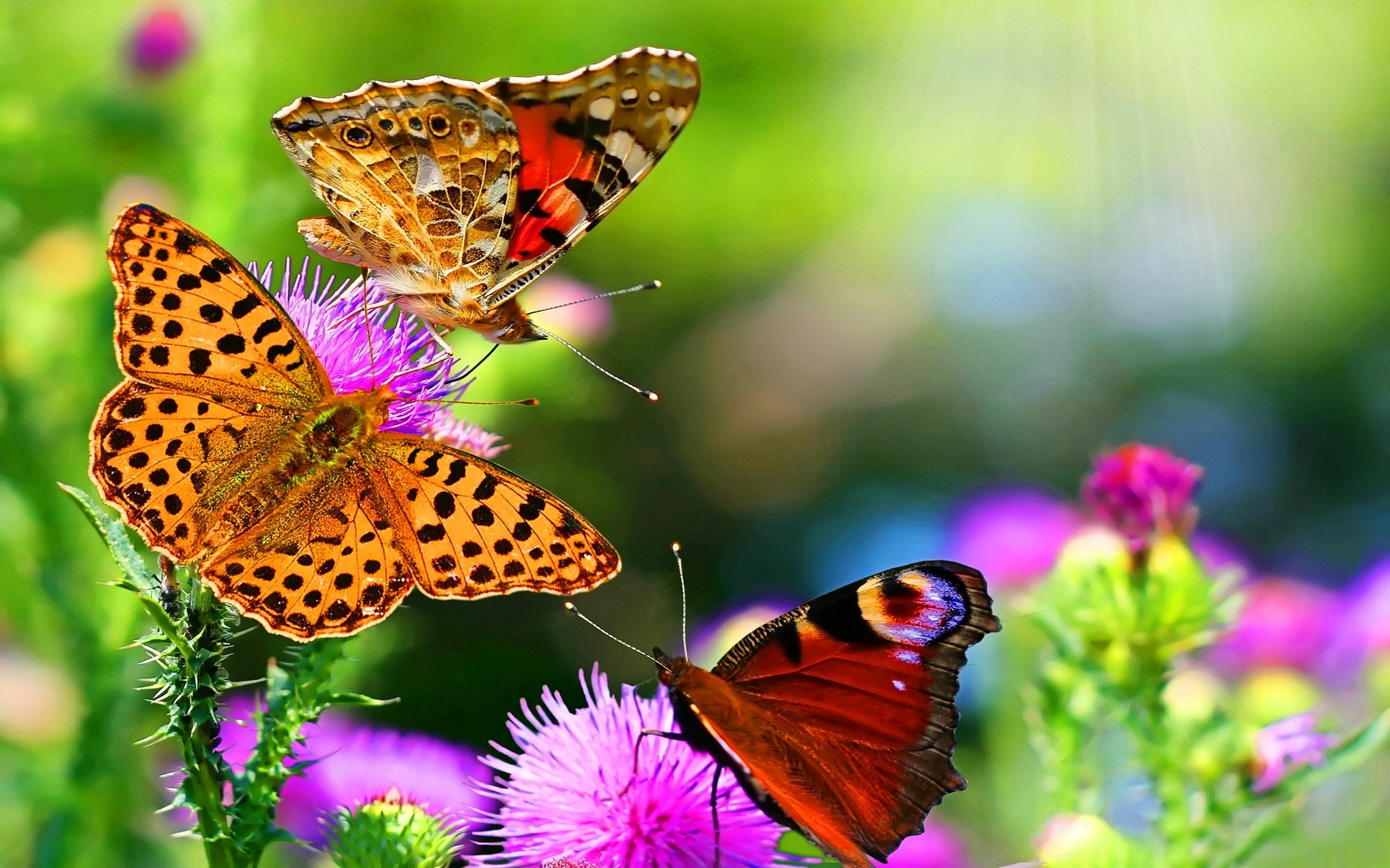 butterfly Wallpaper