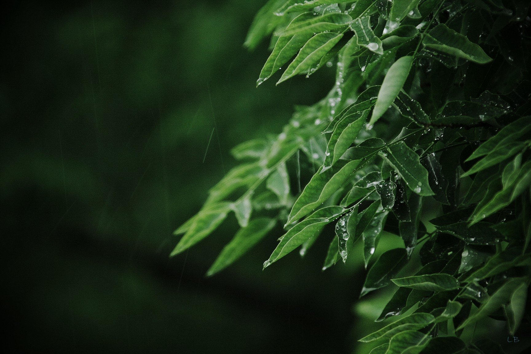 macro, Leaves, Rain, Water drops, Green Wallpaper