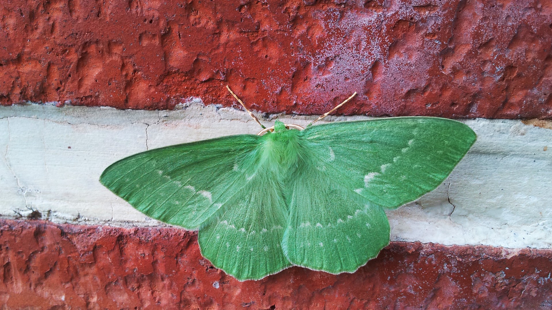 butterfly, Colorful, Summer, Green Wallpaper