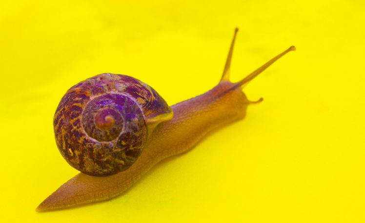 snail, Macro, Yellow background HD Wallpaper Desktop Background