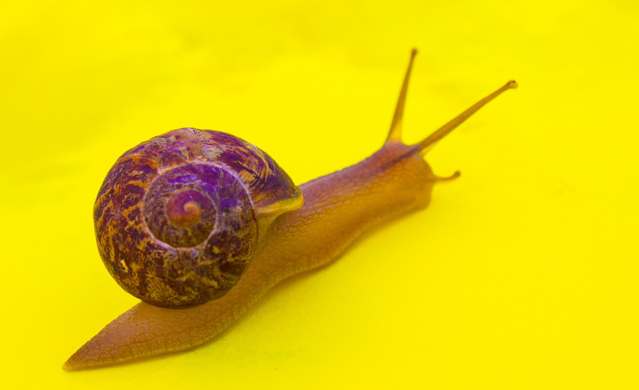 snail, Macro, Yellow background Wallpaper