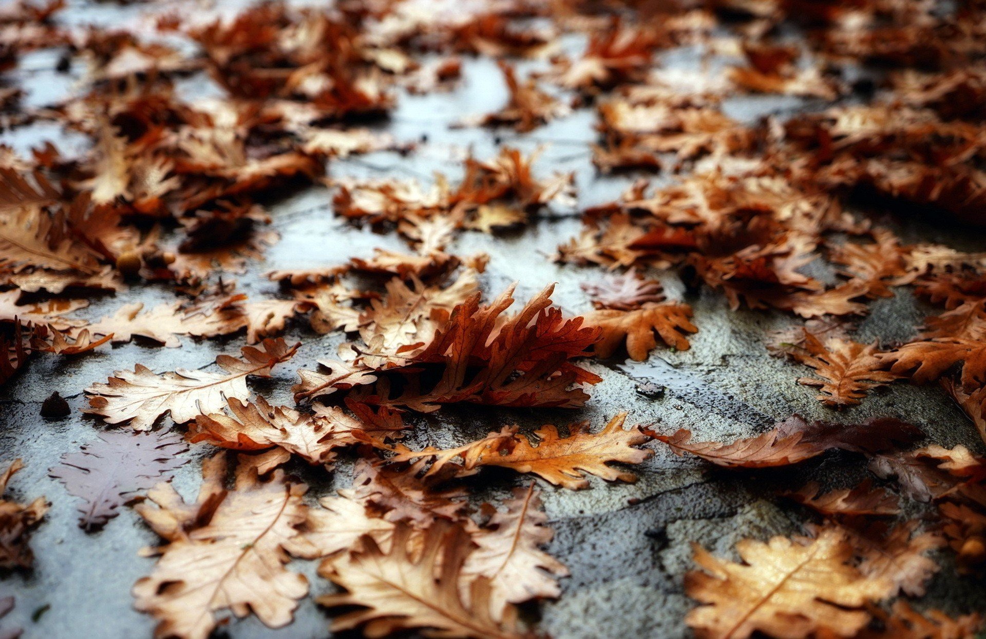 Fallen fall collection. Листья на земле. Эффект падающих листьев. Россыпь осенних листьев. Осенняя почва крупным планом.
