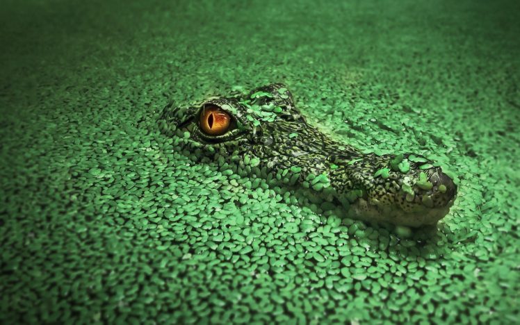 crocodiles HD Wallpaper Desktop Background