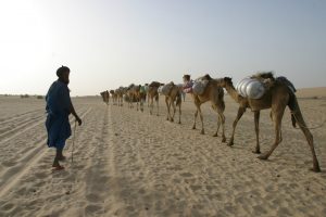 Africa, Camels, Desert