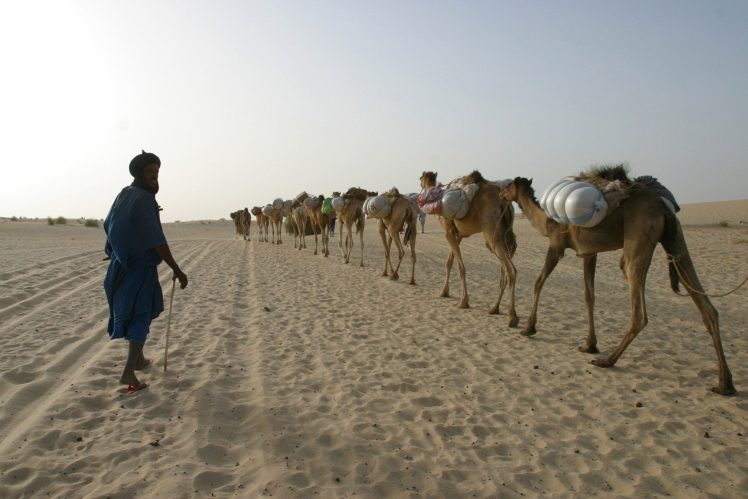 Africa, Camels, Desert HD Wallpaper Desktop Background