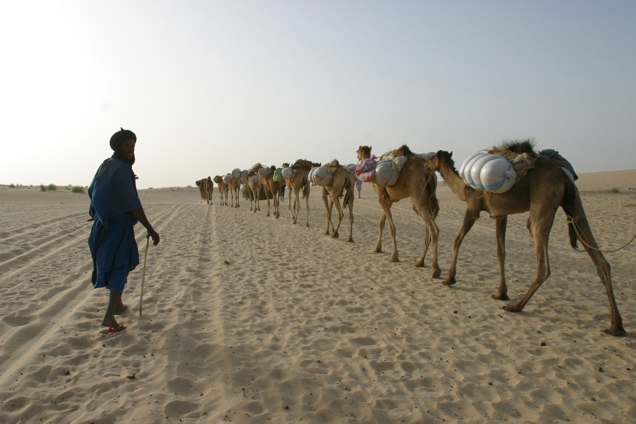 Africa, Camels, Desert Wallpaper