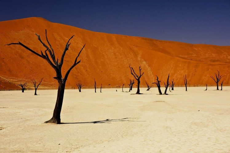 Africa, Namibia, Dode vlei, Trees, Desert HD Wallpaper Desktop Background
