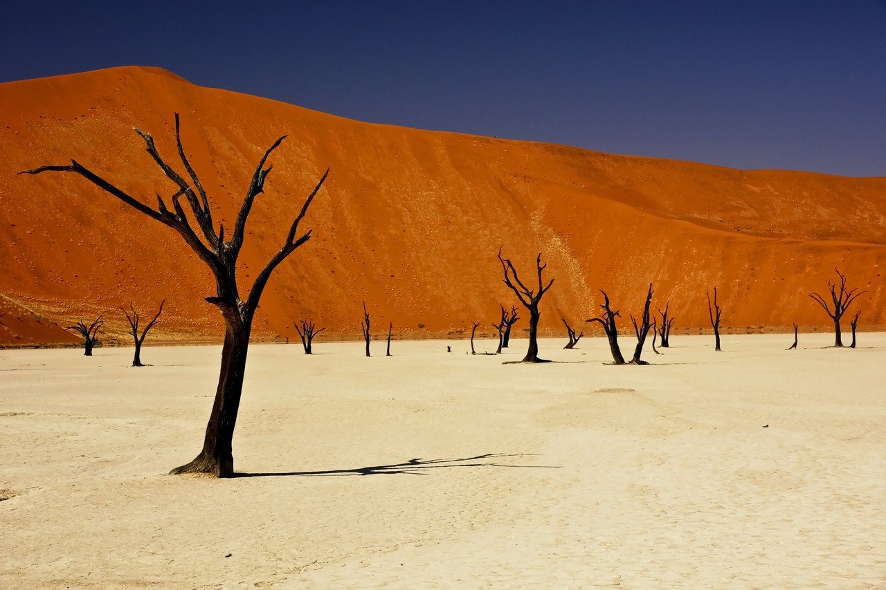 Africa, Namibia, Dode vlei, Trees, Desert Wallpaper