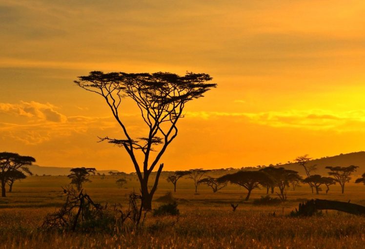 Africa, Savana HD Wallpaper Desktop Background